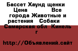 Бассет Хаунд щенки › Цена ­ 20 000 - Все города Животные и растения » Собаки   . Самарская обл.,Кинель г.